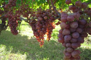Vineyards and Wineries for sale by Tourism Properties.com